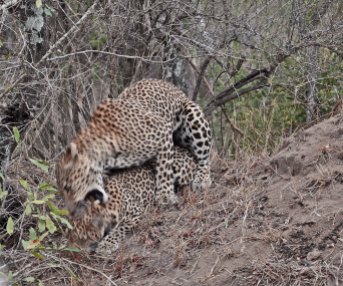 leopards-mating