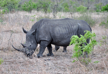 two-horned white rhino